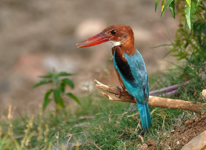 The king among all them fishers, the White Breasted Kingfisher waiting to dive for the kill. ( Enumulapalli lake )