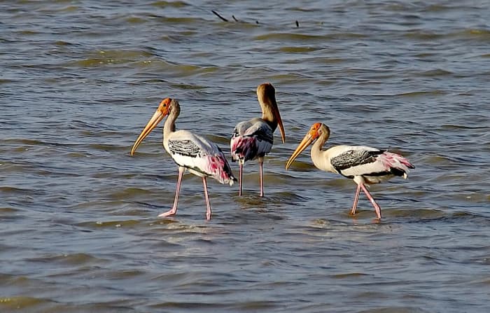 The Painted Storks fish together, eat together and fly away together too! (Bukkapatnam lake)