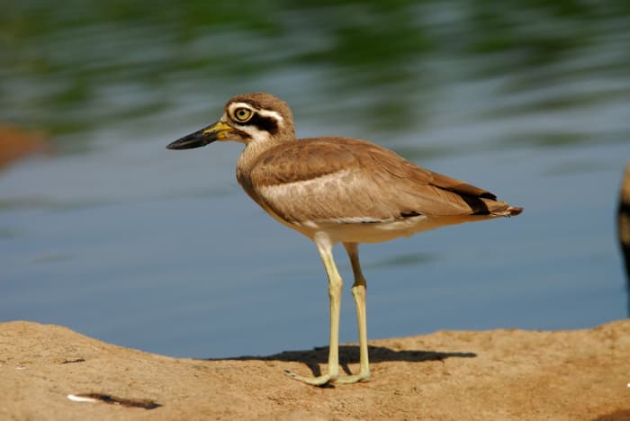The Great Stone Plover is a fast runner and an excellent swimmer. Beware crustaceans! (Bukkapatnam lake)