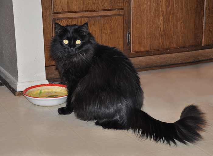 How to Prevent Your Cat From Spilling Their Water Bowl HubPages