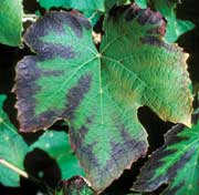 The scorched leaf margins of this leaf is a sign of potassium deficiency.