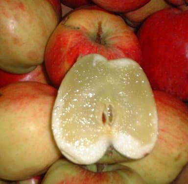 Extreme boron deficiency has caused the insides of this apple to turn soft.