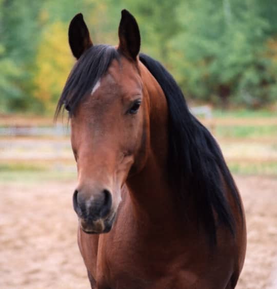 Horse Facts and Equestrian Information - HubPages