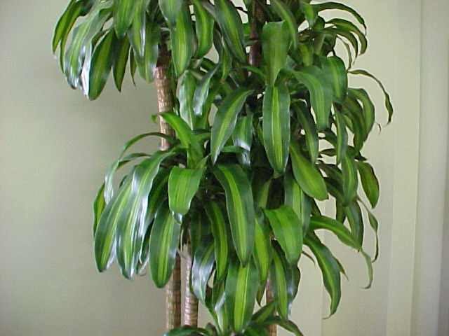 The cornstalk plant is an excellent indoor plant commonly used by feng shui experts for its soft, large leaves and for its air purifying qualities.