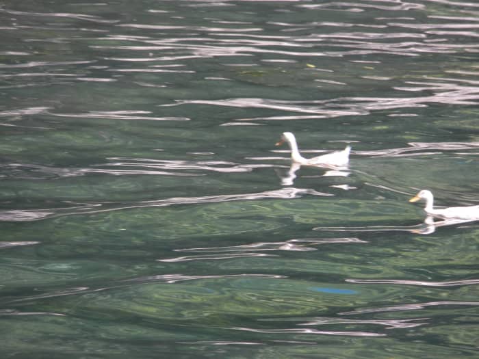 On the Li River cruise, we saw that people still keep ducks on the river and use boats like the one in Ping's story.