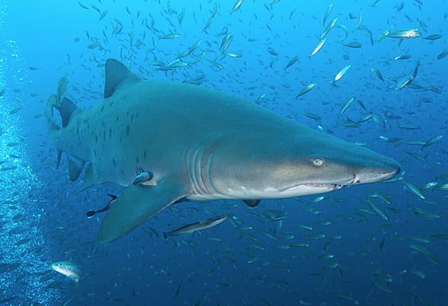 Top 10 Most Dangerous Sharks In The World - Hubpages