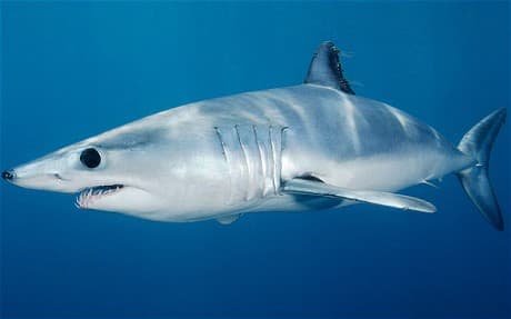 Top 10 Most Dangerous Sharks in the World - HubPages