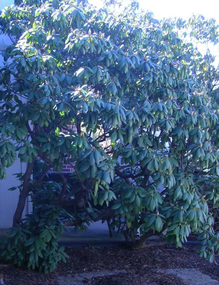 A mild afternoon in late February. The view I have of my neighbor's rhododendron from my kitchen window.