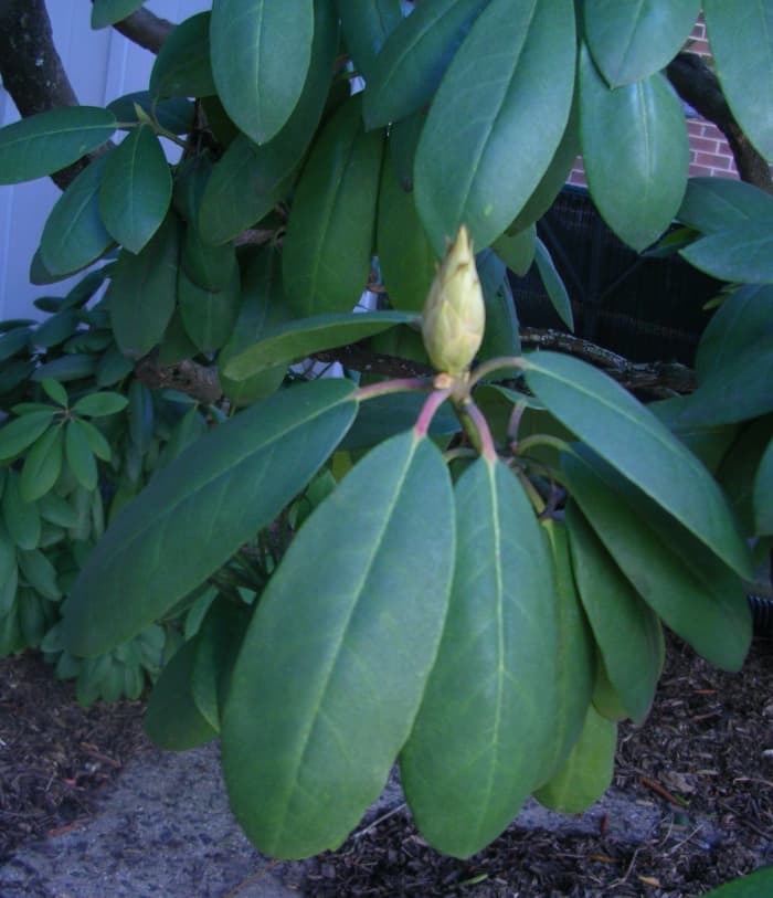 "It's a nice day, leave the scarf behind." The leaves at the base of the plant are almost completely opened by warmth from the ground, while the leaves above are slightly curled and mildly pendent. This is a Fahrenheit 45- to 50-degree day.
