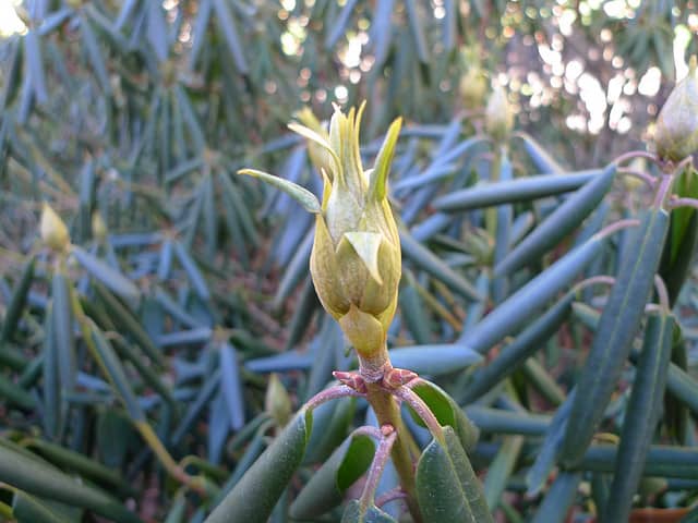 "No way! It's friggin' cold out there, and you ain't goin' nowhere." This aspect of rhododendron leaves makes sure I never leave the house. These are the skinny cigarette aspects. They say to me that the temperature is well below freezing.