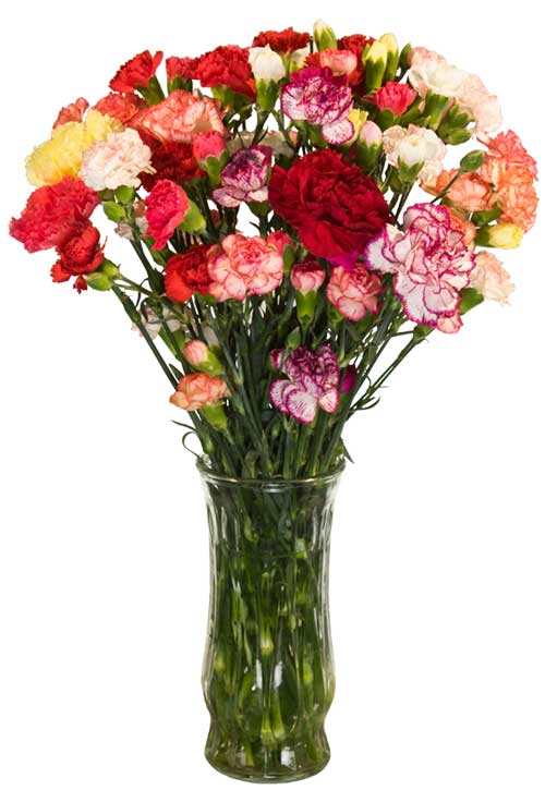 Carnation Colors and What They Mean HubPages