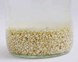 Fermenting of the Rejuvelac only takes a few days. When it smells like baking bread and taste lemony, its ready.