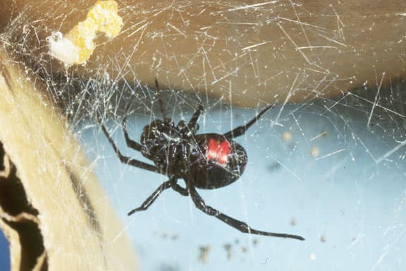 How To Identify A Black Widow Spider - HubPages