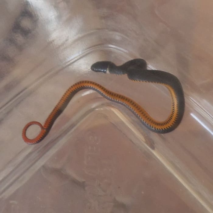 This is a ring neck snake and it's slimmer than a pencil. I looked it up and found that although it is poisonous, its mouth is too small to bite a human. I scooped it into a plastic container and covered it to keep it contained.