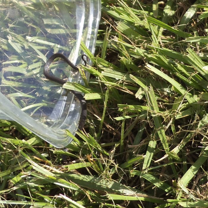 Then I took it for a short ride in our golf cart to a grassy area away from our home. I released it into the grass.