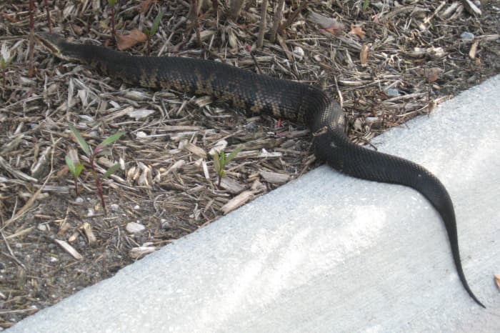 This one caught my eye. He was crossing the street and really stood out. Once it was on the mulch, it was harder to see this poisonous snake. Read more about dealing with a snake in your yard.