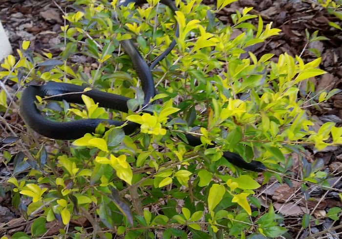 I was dismayed to spot this snake in the bushes by my front walk. Recognizing it as a black racer, I calmed down. They are non-poisonous. I've heard that it's beneficial to have one of these as they will defend their territory from other snakes.