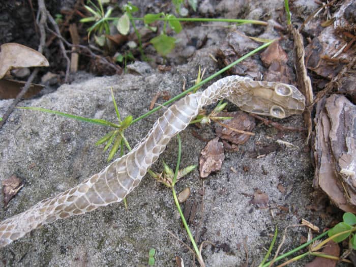 While gardening, you might find a shed like this. The snake wiggles out of its old skin and leaves it behind. It's possible that the critter was just passing through, but it means you should be alert in case it likes your yard and is still around.