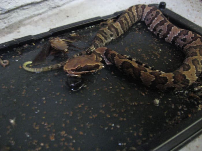 Once a snake is stuck on the glue tray, you can use a shovel to scoop up the glue board/tray and the attached snake and dispose of it.