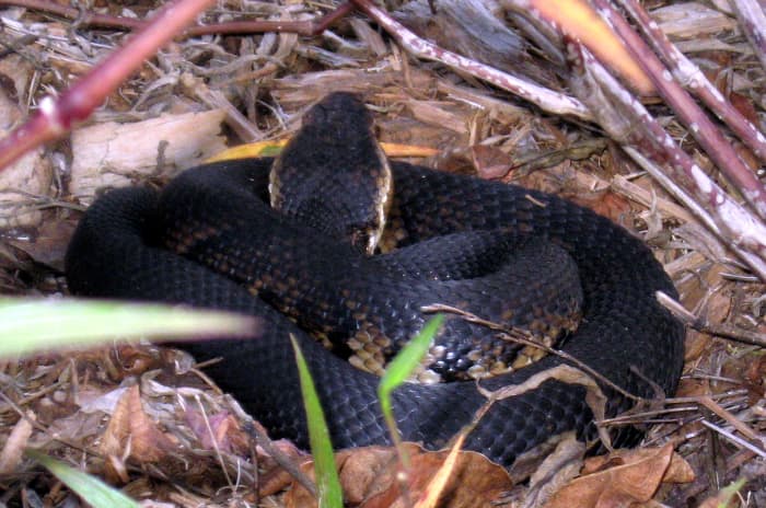 If you spot one of these in your landscaping, back carefully and quietly away. Don't start whacking at it with a stick which will provoke it to attack you.