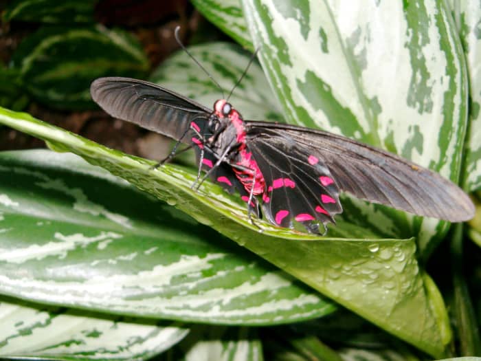 You can see the bright red markings on this butterfly. I think they are just beautiful.