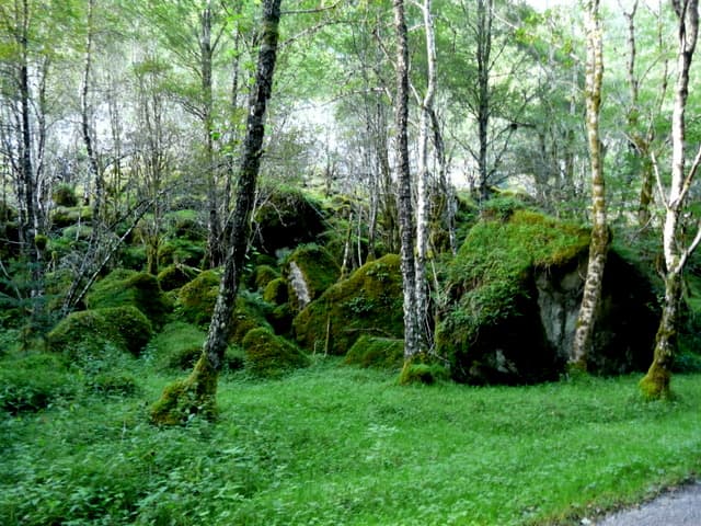 There were many different kind of settings on Fablehaven to home many of the creatures such as fairies.