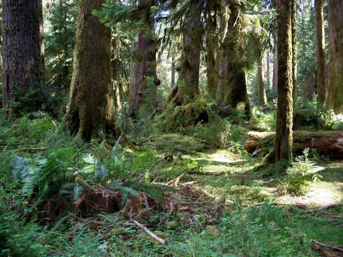 The Olympic National Park Rain Forest - HubPages