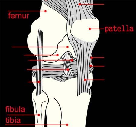 Recovery From Total Knee Replacement Surgery - HubPages