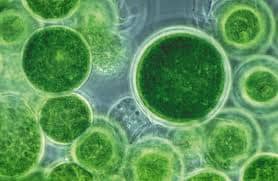 In the beginning life started from very simple life forms. Perhaps a few live molecules stuck together.