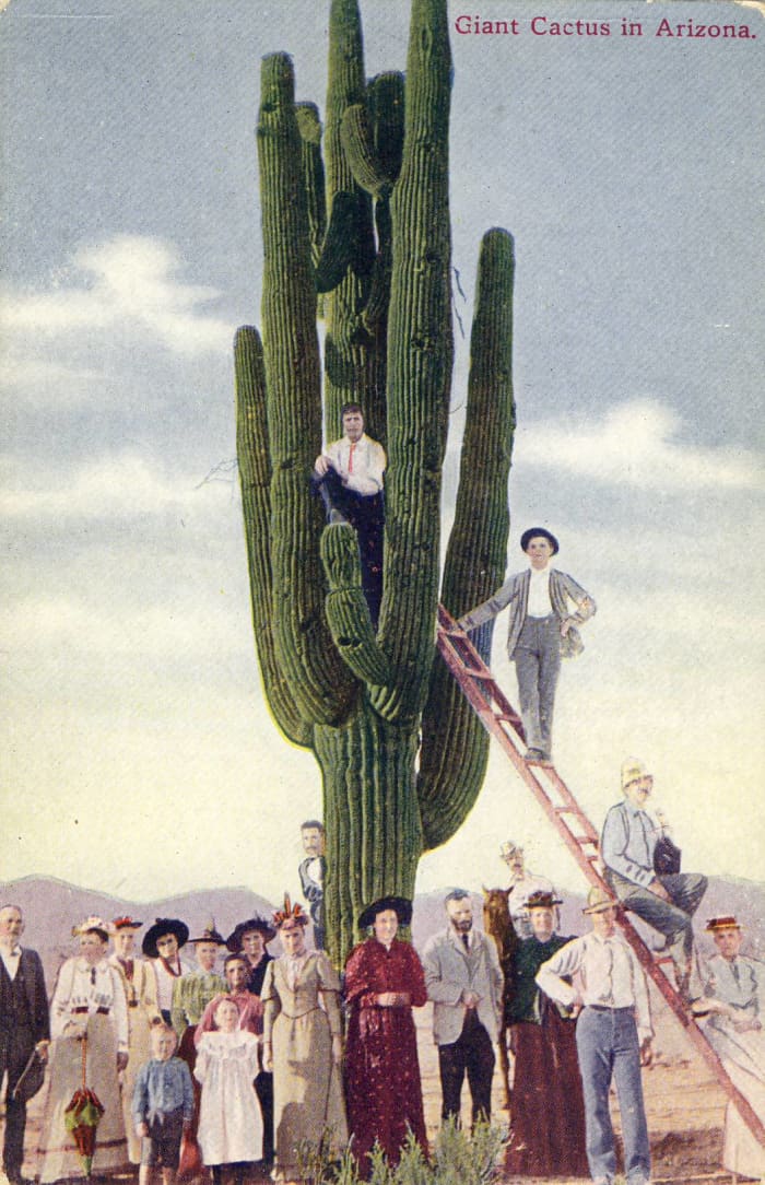 Saguaro Cactus Circa 1910. The practice of having a man, a group or a wagon posed under the saguaro showed the size of the giant saguaro.
