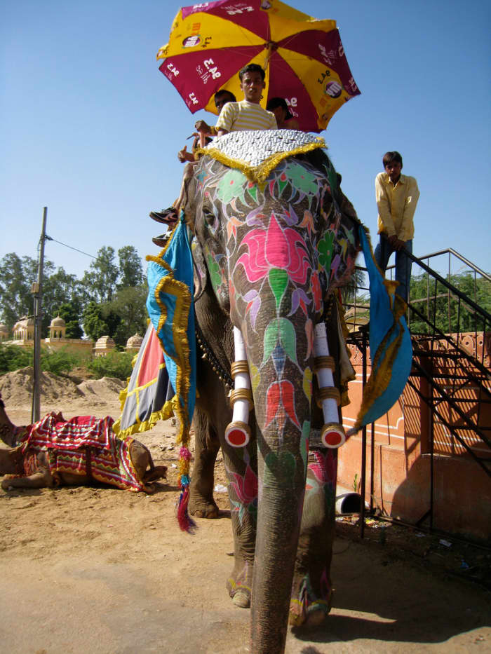 Dera Amer offers visitors the chance to go on a safari on the back of an elephant