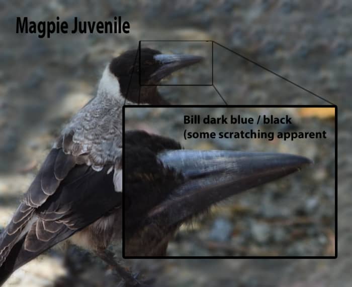 Magpie juvenile, approx 12 months old showing a dark blue/blackish bill. Some scratches are showing due to either fighting or scavenging for food.