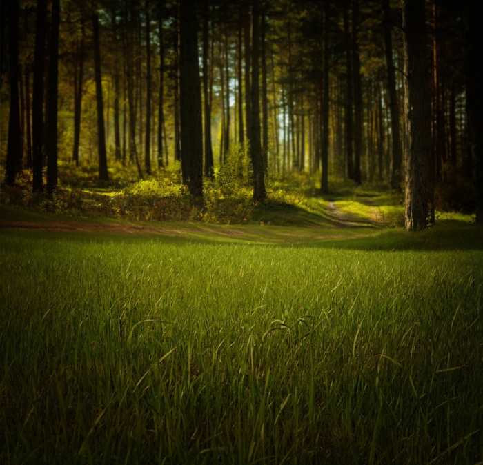 When I see the color green I think of renewed life. I clear away old negative thinking and invite sweet, uplifting thoughts.