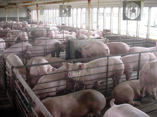 For the most part this is how meat animals are raised today. This is done due to shear expediency and due to the astronomical demands for meat.