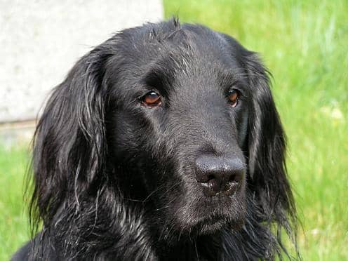 All breeds can learn how to look for chantarelles! Here is a photo of my lovely flat coated Retriver; Ebowie!
