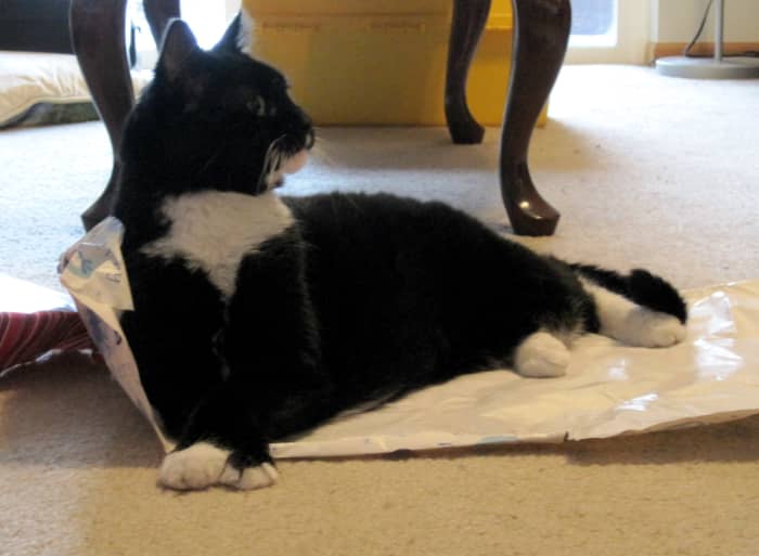 Angel's favorite part of any special occasion is the wrapping and boxes.
