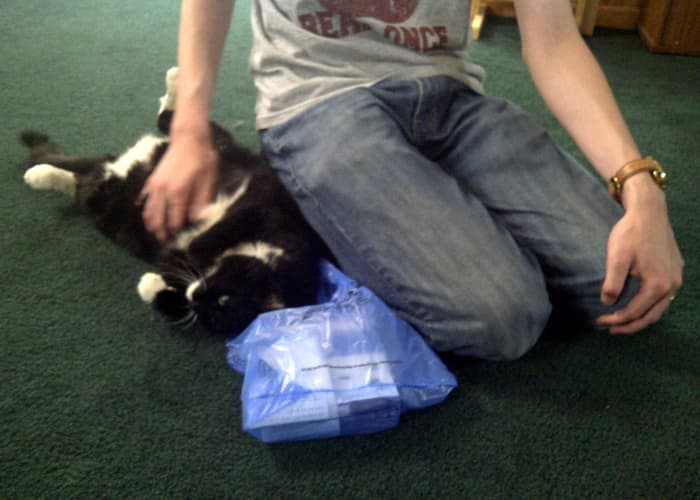 Angel loves the small bags that we get from Best Buy and Barnes and Noble.