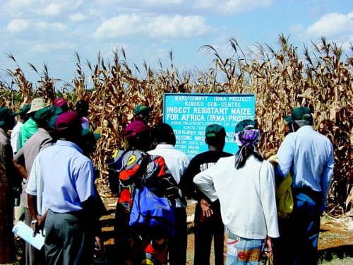 Corn is the main staple in South Africa and this failure is destroying many lives. Monsanto's genetically manipulated corn(maize) failed to produce hardly any seeds- Monsanto says that this was caused by "underfertilization processes in the Lab"!!