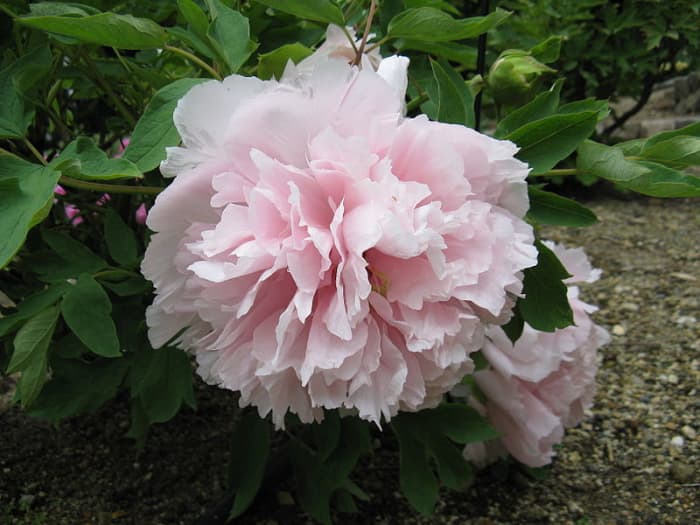 The tree peony Yoshino Gawa is a large woody shrub that produces double, light pink blossoms from May through June.