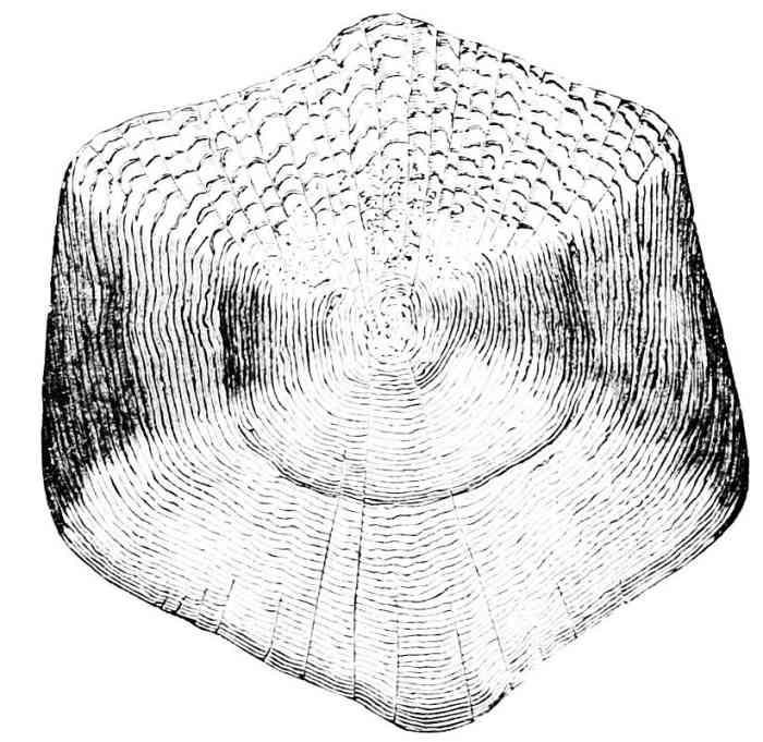 A fish scale magnified so that you can see the layers of growth. Year one's growth is in the middle and then the rings grow outward -- just like tree rings. You can also tell the difference between summer growth and winter growth.