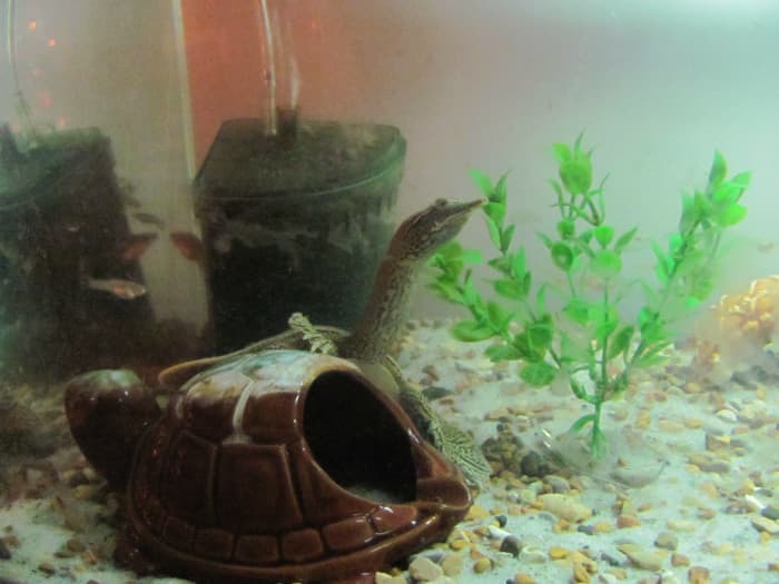My turtle at about 10 months old. Noticeable difference in shell shape. The last half of his shell is still bent slightly upward, but it has come a long way from looking like a misshapen bowl.