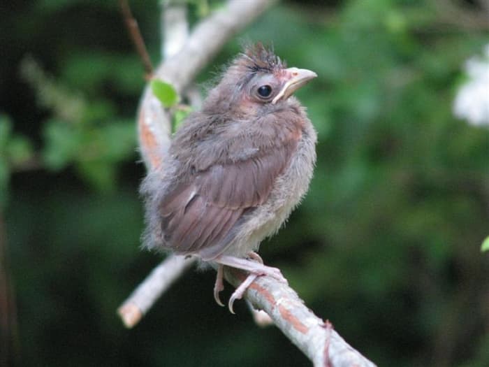 Just out of the nest, perched on a blueberry branch, trying to look like part of the bush.