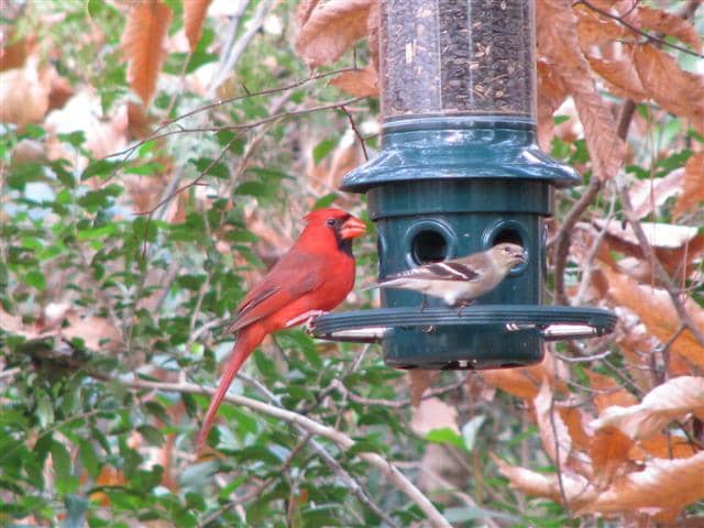 The Cardinals, Goldfinches and other birds use the Brome Squirrel Buster, but the Squirrels can't.