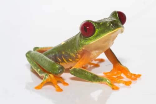 The Hyla Vacuum was named after this little tree frog! Whether he's cute or creepy, I'm not sure!