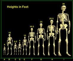 Giants have been found all over the earth, there is no doubt that they really existed just as the Bible claims.