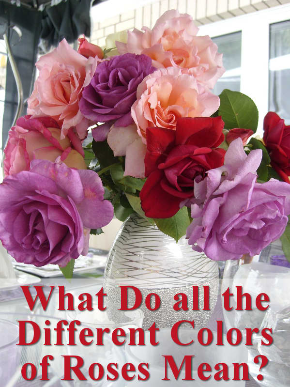 What do all the different colors of roses mean?