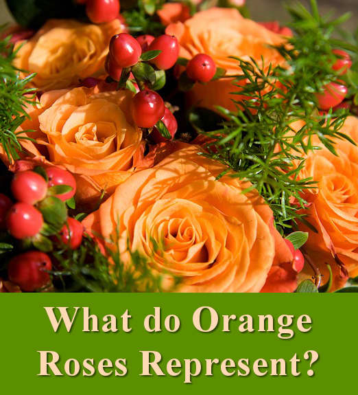 What do orange roses represent?