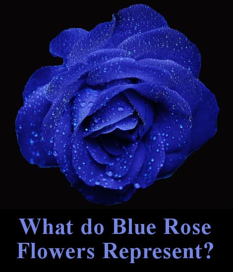 What do blue rose flowers represent?