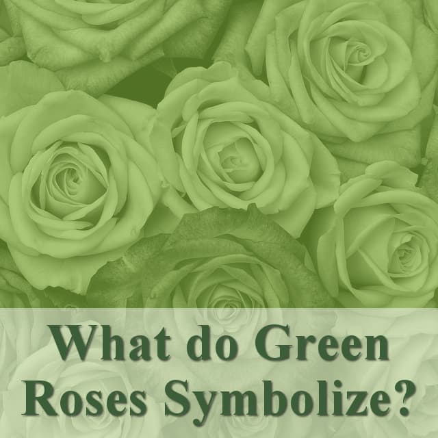 all-the-different-colors-of-roses-and-their-meanings-hubpages