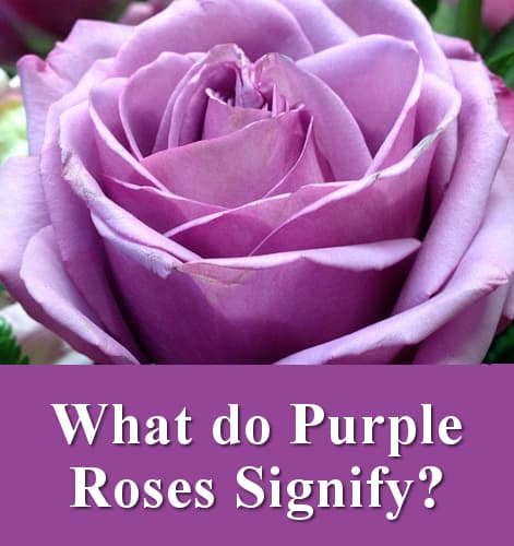 What do purple rose flowers signify?
